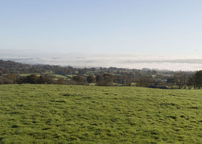 Scenic view of field against clear sky