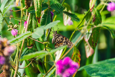 butterfly