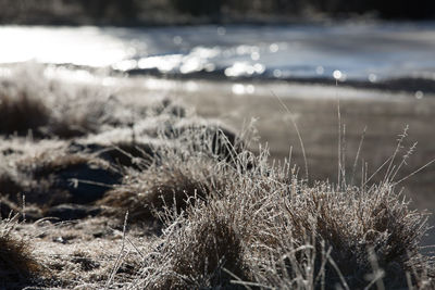 Close-up of plants growing on field