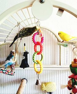 View of birds hanging from ceiling