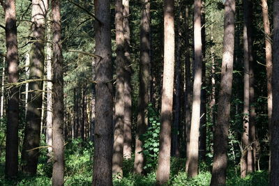 Pine trees in forest