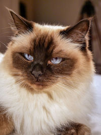 Close-up portrait of kitten