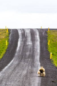 Sheep with lambs on dirt road against clear sky