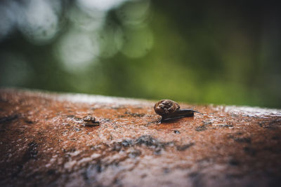 Close-up of big snail and small snail on wall