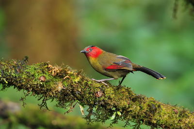 Bird perching on a branch