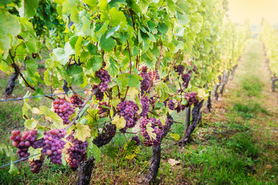 Purple flowers growing in vineyard