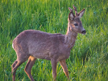 Side view of deer standing on grass