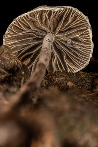 close-up