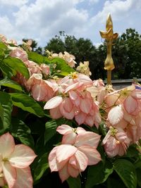 Close-up of pink flowers