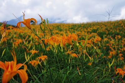 Close-up of yellow flowering plants on field