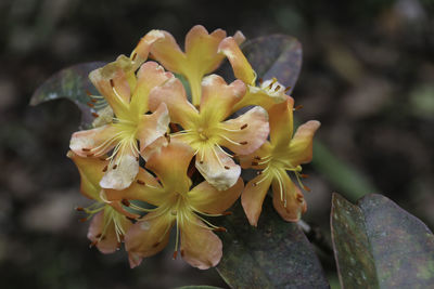 Close-up of yellow flowers