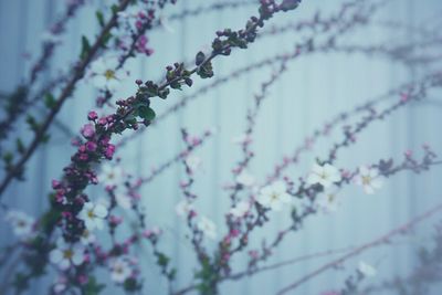 Close-up of pink flowers blooming in park