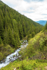 Scenic view of forest against sky