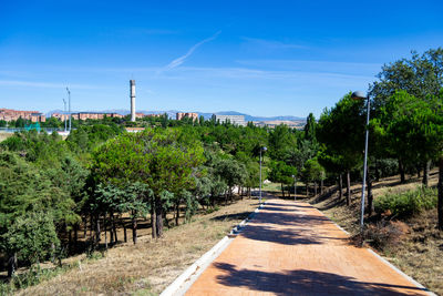 Park full of green trees like pines next to a path on a completely clear day and the blue sky. 