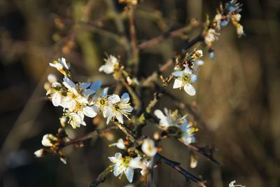 Close-up of white flowering plant