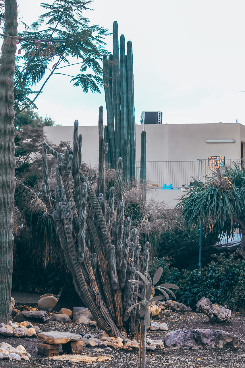 plant, nature, cactus, architecture, sky, tree, succulent plant, no people, built structure, growth, day, outdoors, building exterior, land, building, city, environment