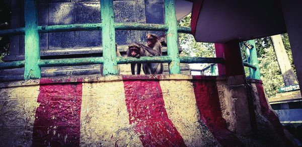 Portrait of dog seen through window