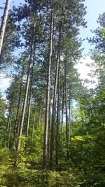 Low angle view of bamboo trees in forest