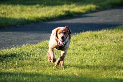 Dog running on grassy field