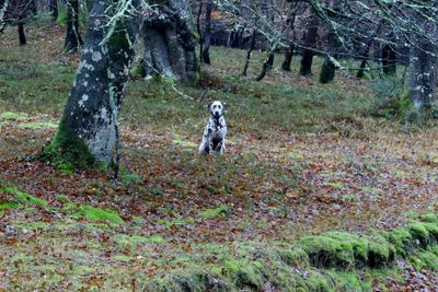 Man walking in autumn