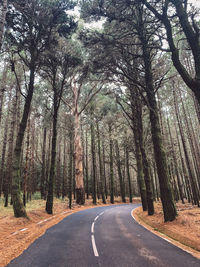 Empty road amidst trees in forest