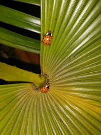 Close-up of insects on white surface