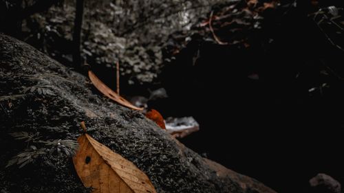 Close-up of wood on rock
