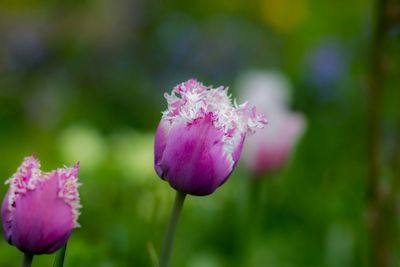 Close-up of pink flowers