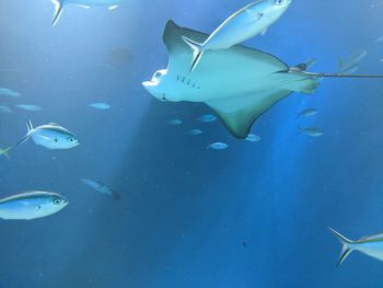 Fish swimming in sea