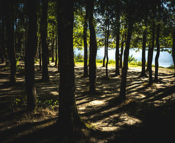 View of trees in forest