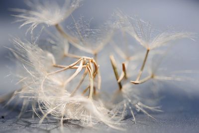 Close-up of dandelion seeds