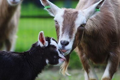 Close-up of two goats on field