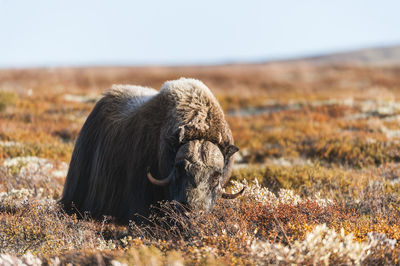 Musk ox animals standing in autumn landscape, norway autumn colors