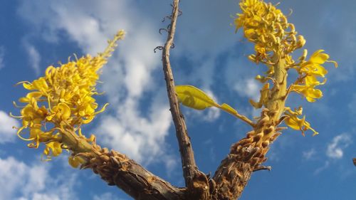 Low angle view of flower tree against sky