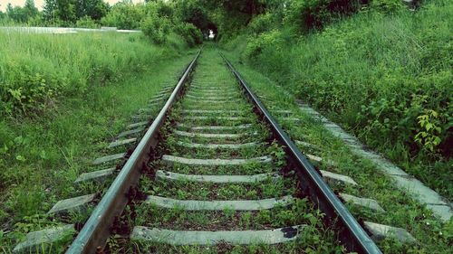 Railroad tracks amidst trees