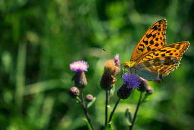 Butterfly on purple flower