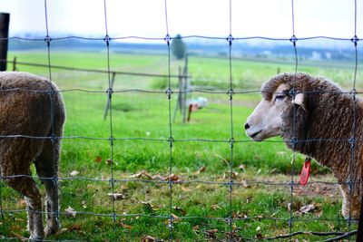 Close-up of sheep on field against sky