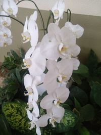 Close-up of white flowers in pot