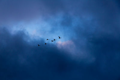 Low angle view of birds flying in sky