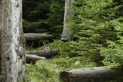 Moss on tree trunk in forest