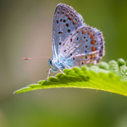 Close-up of butterfly on plant