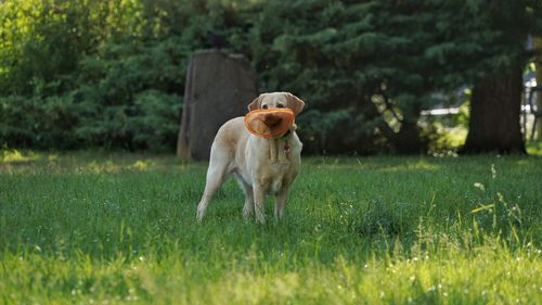 Dog in a field