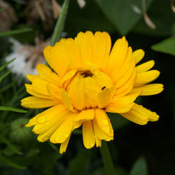 Close-up of bee on yellow flower