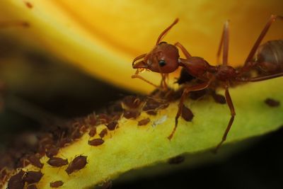 Close-up of ant