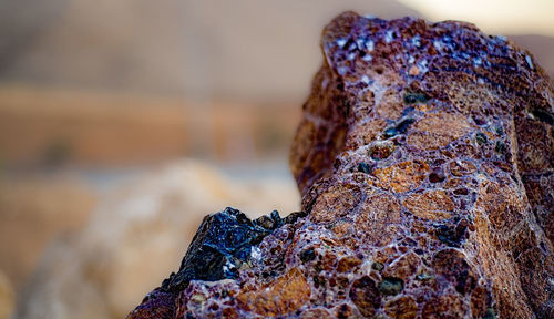 Close-up of lichen on rock