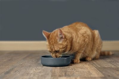 Cat lying on floor