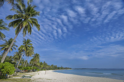 Palm trees on beach against sky