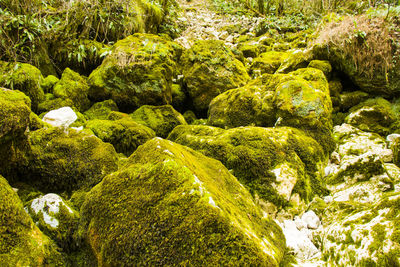 Moss on the rocks, nature background, green moss color texture