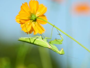 Close-up of insect on yellow flower