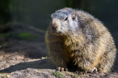 Close-up of an animal